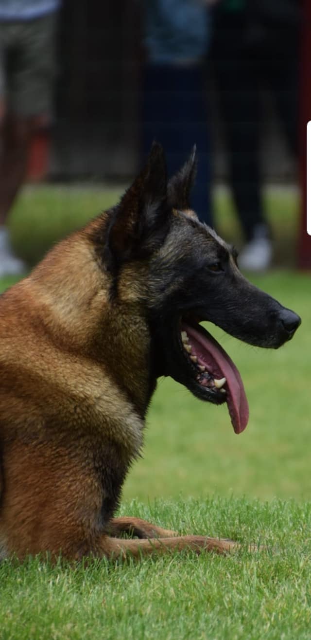 61083083 1124959187689406 6739727135457411072 O